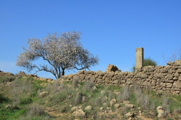 قرية المنصورة / غزة