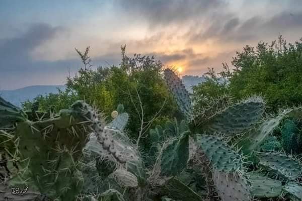 قرية الجيب/ القدس، تصوير محمود معطان