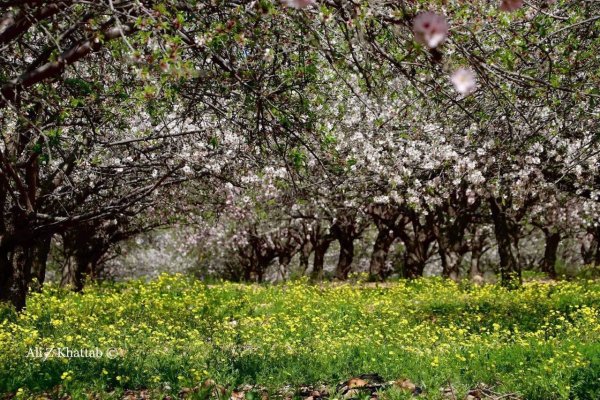  | موسوعة القرى الفلسطينية