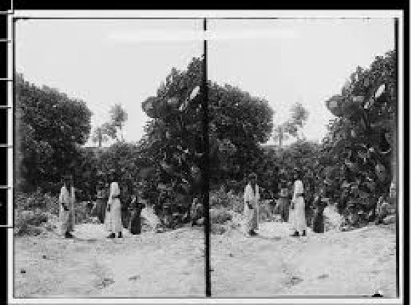  | موسوعة القرى الفلسطينية