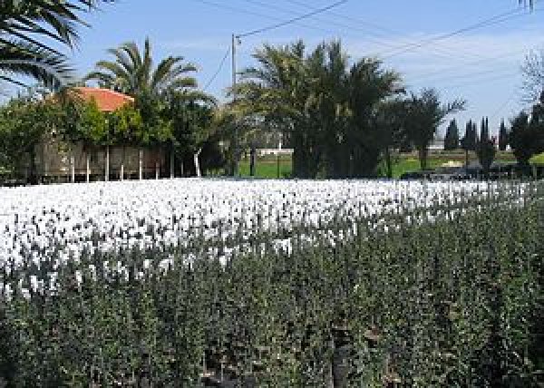 قباطية - صورة لاحد المشاتل