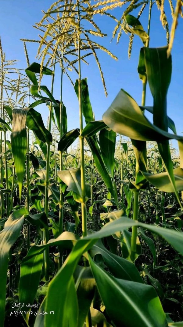 حقول الذرة في سهول قرية قباطية تصوير يوسف تركمان