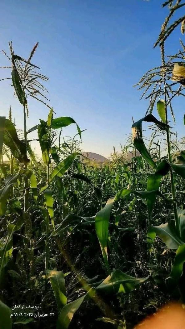 حقول الذرة في سهول قرية قباطية