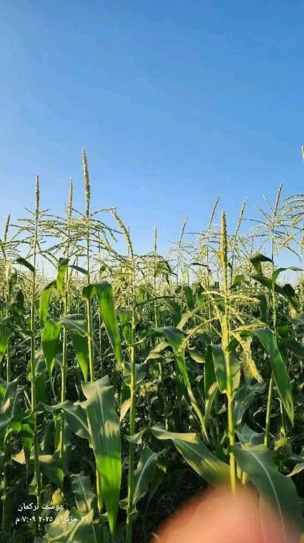 حقول الذرة في سهول قرية قباطية
