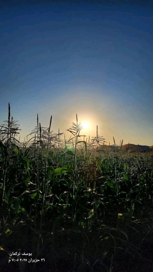 حقول الذرة في سهول قرية قباطية