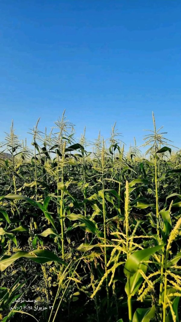 حقول الذرة في سهول قرية قباطية