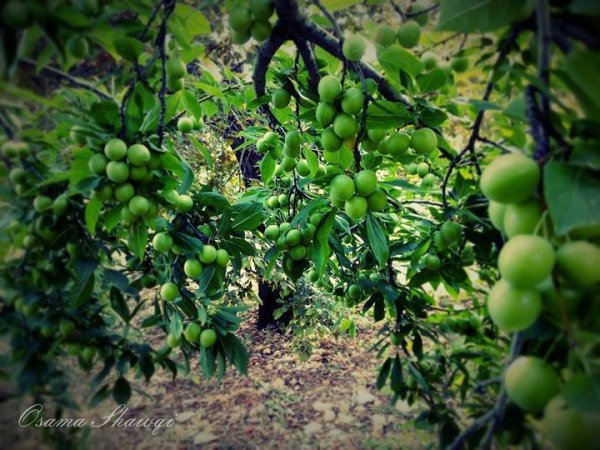  | موسوعة القرى الفلسطينية