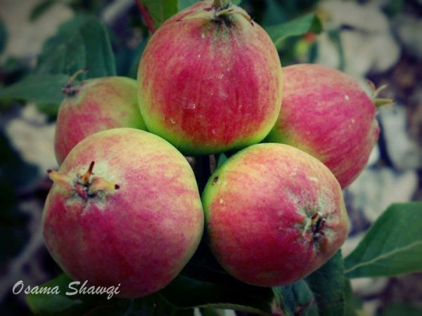  | موسوعة القرى الفلسطينية