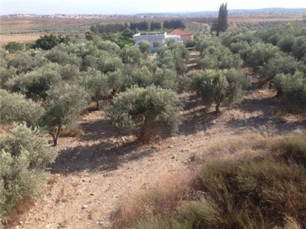 من أراضي قرية عمقا