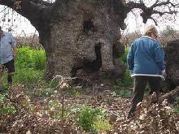  | موسوعة القرى الفلسطينية