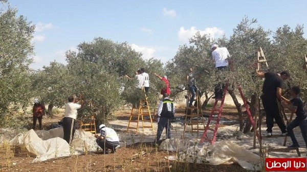  | موسوعة القرى الفلسطينية