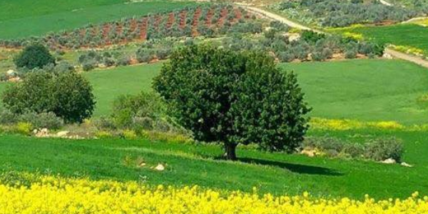  | موسوعة القرى الفلسطينية