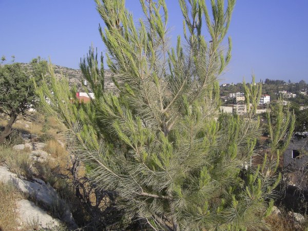  | موسوعة القرى الفلسطينية