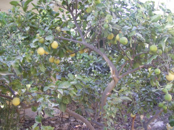  | موسوعة القرى الفلسطينية