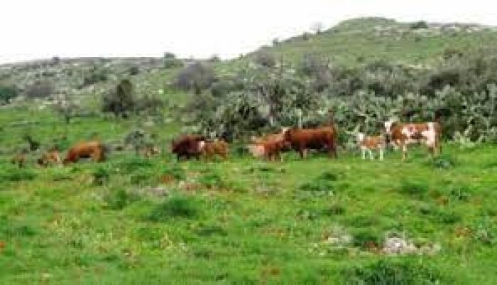 خَرُّوبَة